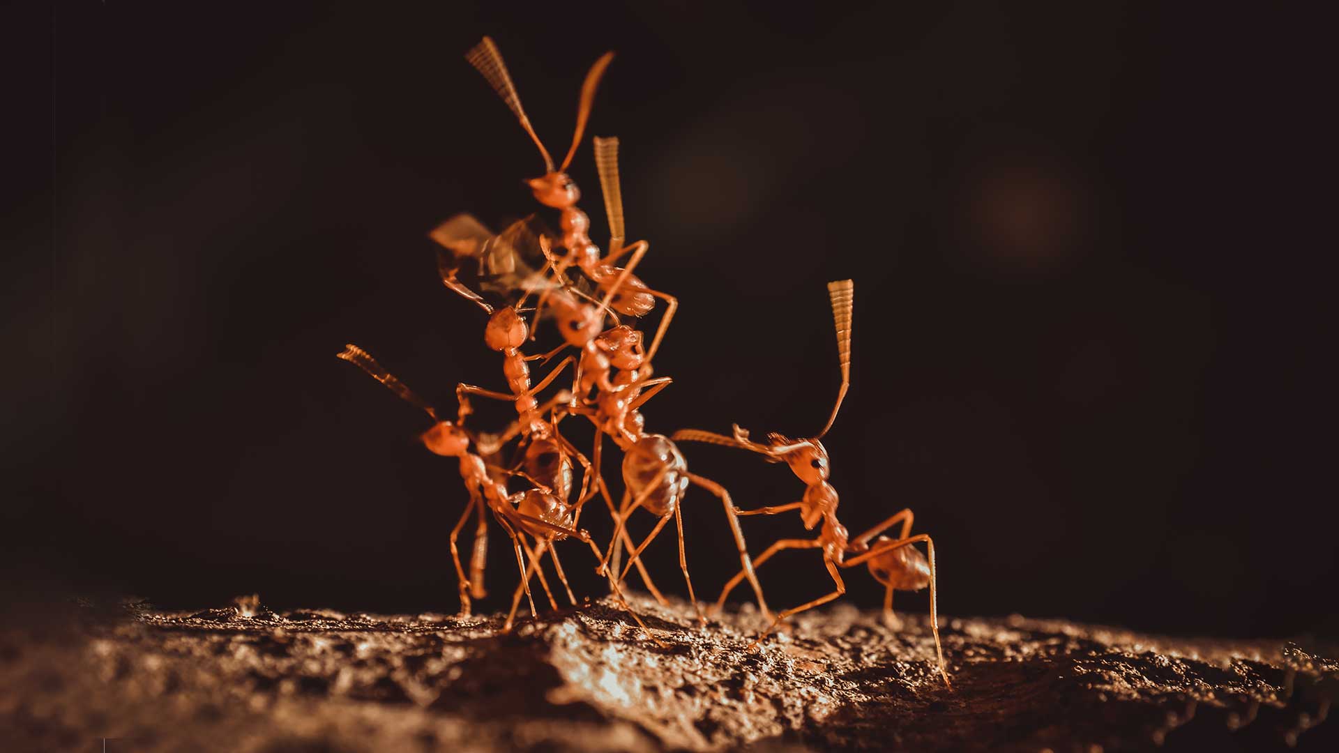 Rode mieren: teamwork